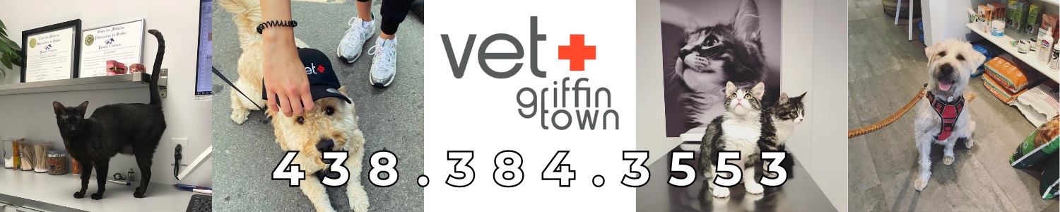 veterinaire